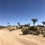 Joshua Tree Barren Landscape