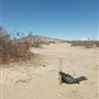 Desert Bliss