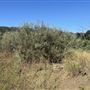 Malibu Creek State Park (SP)