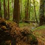 Butano State Park (SP)