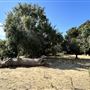Orcutt Ranch Horticultural Center & Community Garden