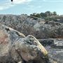 Driftwood Ranch
