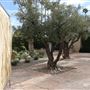 Frederick Loewe Estate