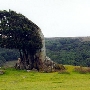 J G Angus Ranch