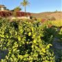 The Little Lemon Farm