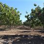 Tejon Ranch