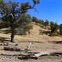 Tejon Ranch
