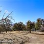 Tejon Ranch