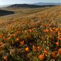Antelope Valley California Poppy Reserve State Natural Reserve (SNR)