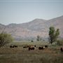 Rankin Ranch - California Cattle & Guest Ranch