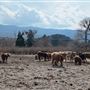 Twin Pines Ranch