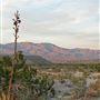 Borrego Springs