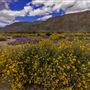 Anza-Borrego Desert State Park (SP)