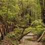 Armstrong Redwoods State Natural Reserve (SNR)