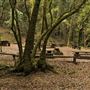 Armstrong Redwoods State Natural Reserve (SNR)