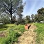Lummis Home and Gardens