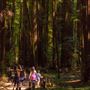 Armstrong Redwoods State Natural Reserve (SNR)