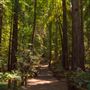 Armstrong Redwoods State Natural Reserve (SNR)