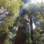 Armstrong Redwoods State Natural Reserve (SNR)