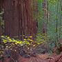 Armstrong Redwoods State Natural Reserve (SNR)