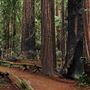 Armstrong Redwoods State Natural Reserve (SNR)