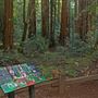 Armstrong Redwoods State Natural Reserve (SNR)