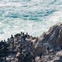 Bodega Head / Dunes (Sonoma Coast State Beach)