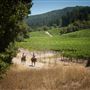 Jack London State Historic Park (SHP)