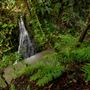 Forest of Nisene Marks State Park (SP), The