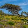 Tomales Bay State Park (SP)