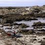 Pacific Grove