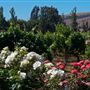 Cline Cellars