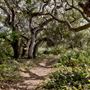 Los Osos Oaks State Natural Reserve (SNR)