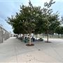 Veterans Park - City of Carson