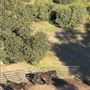 Agua Dulce Horse Ranch
