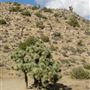 Yucca Valley