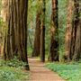 John B. Dewitt Redwoods State National Reserve (SNR)