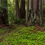 Portola Redwoods State Park (SP)