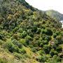 Mokelumne Hill