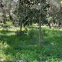 Descanso Gardens