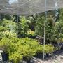 Descanso Gardens