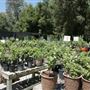 Descanso Gardens