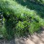 Descanso Gardens