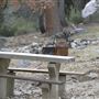Crystal Lake Recreation Area / Campground - Angeles National Forest