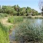 Mojave Narrows Regional Park