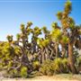 Walker Pass  - Ridgecrest Resource Area - Bureau of Land Management (BLM)