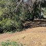 Griffith Park Redwoods - Cedar Grove