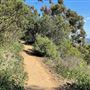 Griffith Park Redwoods - Cedar Grove