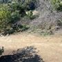 Griffith Park Redwoods - Cedar Grove