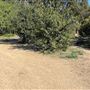 Griffith Park Redwoods - Cedar Grove